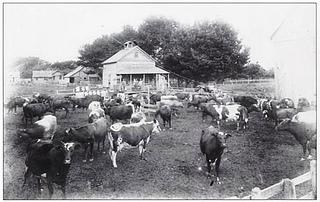 Dairy has always been an important industry in Humboldt. (Ferndale dairy farm in the early 1900s, Ferndale Museum)