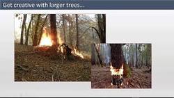 Link to conifer management video