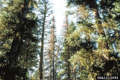 Armillaria crown decline. Source: Dave Powell, USDA Forest Service (retired), Bugwood.org