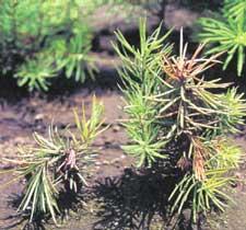 Phomopsis lokoyae Seedling Damage. Source: USDA Forest Service, Bugwood.org