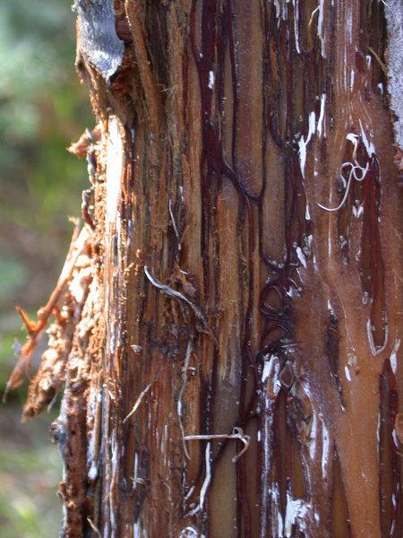 Armillaria Fungal Tissue Under Bark. Source: US Forest Service