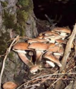 Armillaria fruiting bodies. Source: USDA Forest Service