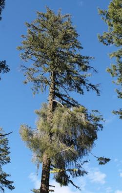 Witch's brooms caused by Douglas fir dwarf mistletoe. Source: Terry Henkel