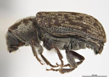 Adult Douglas fir pole beetle. Source: Sarah McCaffrey Museums Victoria