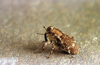 Douglas Fir Twig Weevil Adult. Source: Ken Gray Insect Image Collection