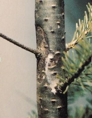 Phomopsis Canker on Trunk. Source: US Forest Service