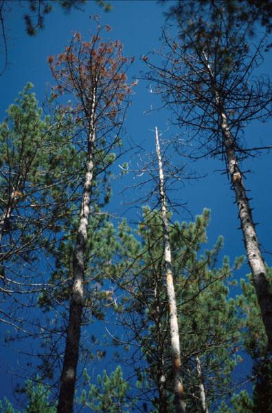 Heterobasidion irregulare crown damage on pines. Source: Robert Blais, Natural Resources Canada
