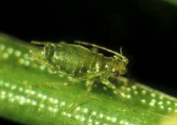 Adult green spruce aphid. Source: Forest Research