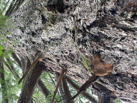 Porodaedalea pini fruiting body under branch stub. Source: Wallis Robinson
