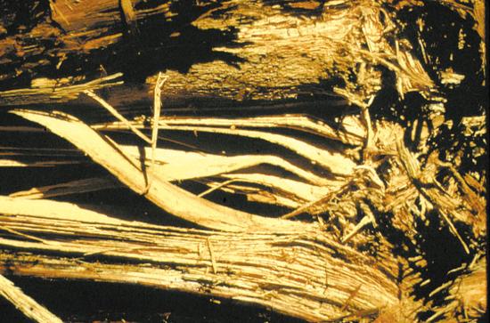Laminated root rot caused by Heterobasidion