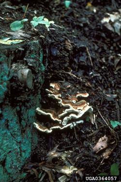 Heterobasidion fruiting body on a stump. Source: Robert L. Anderson USDAFS, Bugwood.org