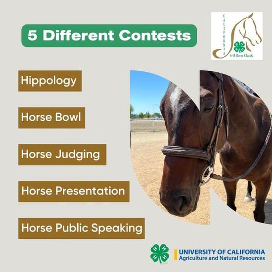 5 different contests: Hippology, horse bowl, horse judging, horse presentation, horse public speaking