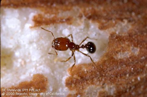 Southern Fire Ant Adult