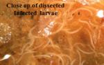 Close-up of nematode infected grub