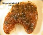 Nematode infected grub