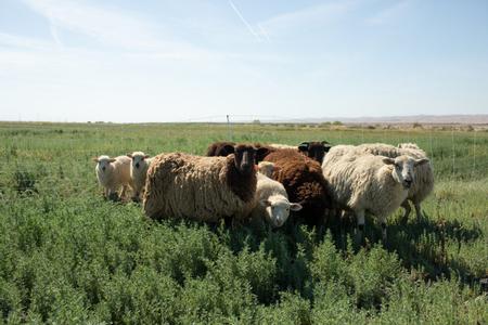 Integrating sheep into his cropping system. Photo from https://fibershed.org/2019/09/04/california-cotton-fields-nathanael-siemens-on-a-10-acre-model-