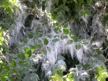 Giant whiteflies infesting Xylosma in Bakersfield