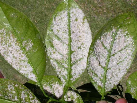 Woolly whitefly on the underside of citrus leaves.