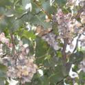 Gilli mealybug in pistachio clusters