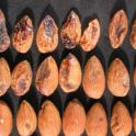 Leaffooted bug damage to almonds early season to mid season (top to bottom)