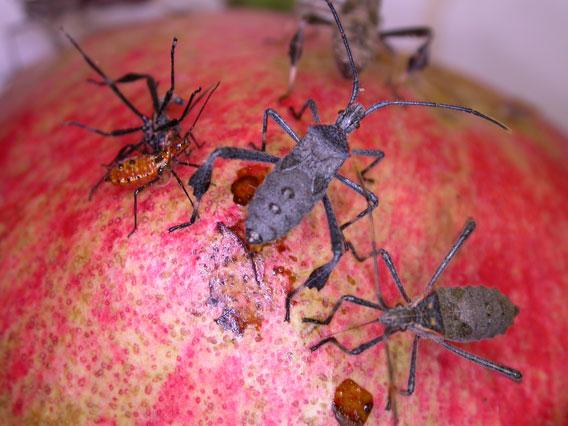 Various instars of the leaf-footed bug
