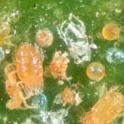 Various stages of Yuma spider mite