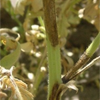 Gabanzo bean plant infected with ascochyta blight disease