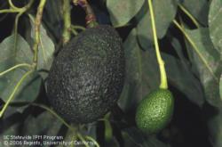 Avocado, young and mature fruit