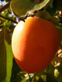 Hachiya persimmon photo by bsterling