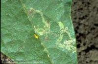 Leafminer damage on vegetable