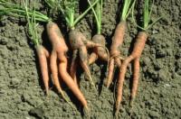Carrot forking