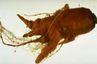 Carrot affected by root knot nematodes