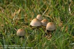 Mushroom in lawn Panaeolus foenisecii.