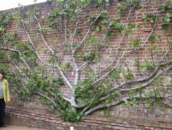 espalier fig tree