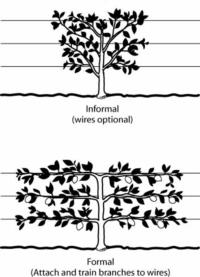 espalier design citrus