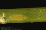 Rust spores on an asparagus spear