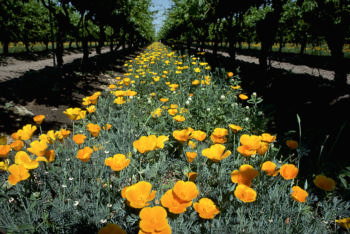 California Poppy as cover crop