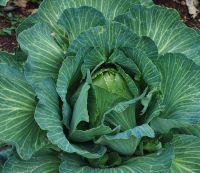 cabbage-resized