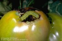 tomato fruitworm