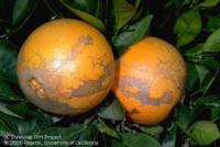 Damage caused by citrus thrip