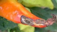 Peppers blossom end rot
