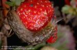 Slug feeding on strawberry