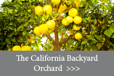 The California Backyard Orchard