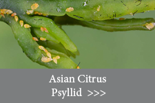 Asian Citrus Psyllid