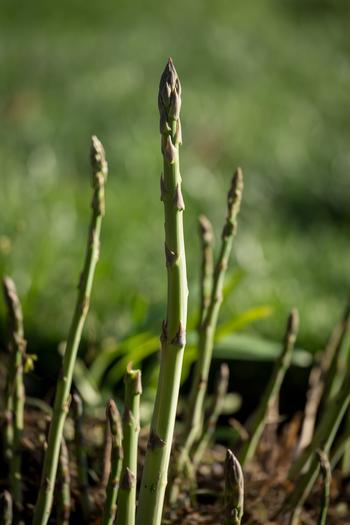 Asparagus takes several years to mature. Asparagus shoots (spears) should not be harvested the first season after crowns are set. Source: USDA
