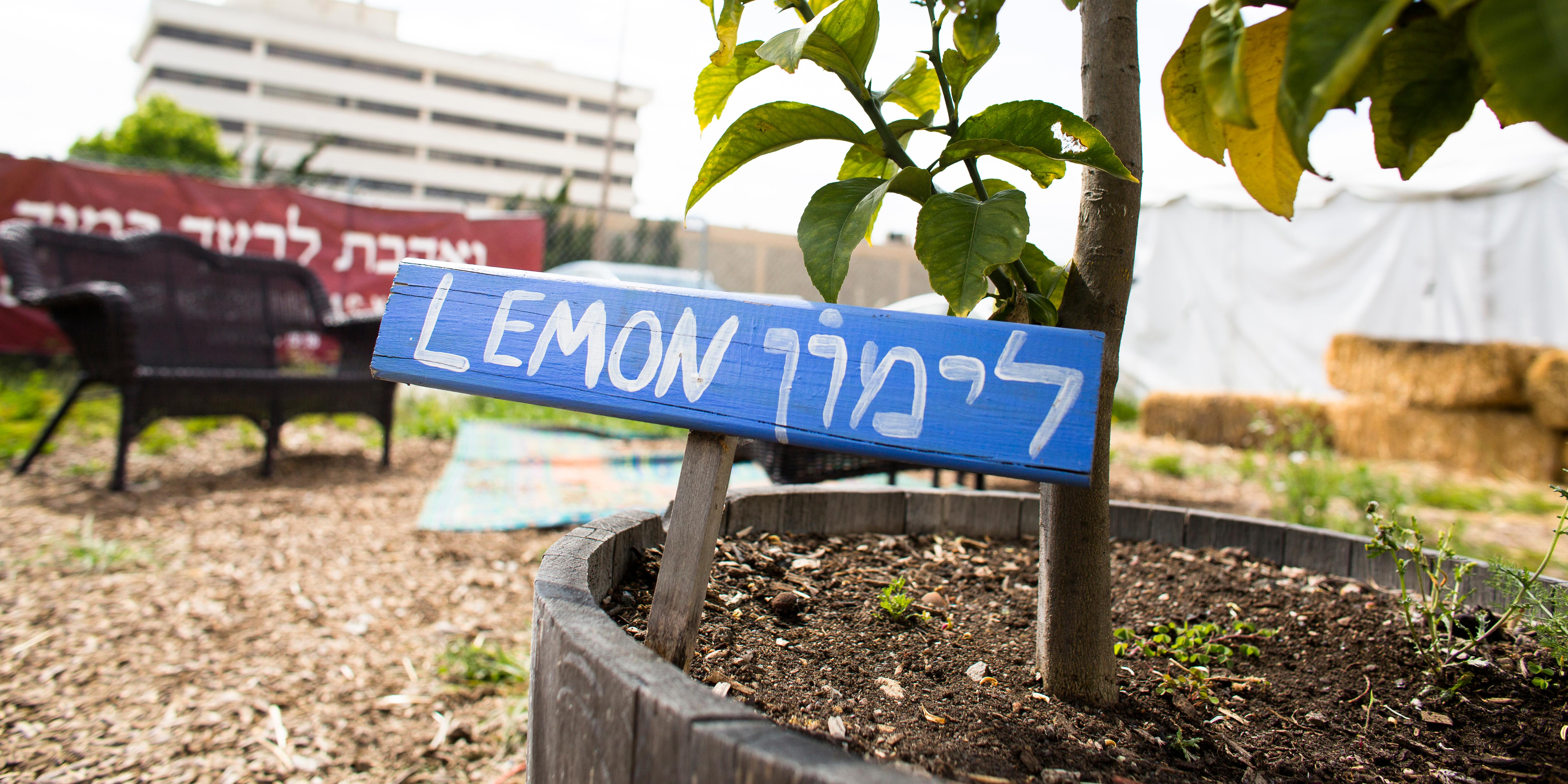 Lemon tree with sign translated in a different language