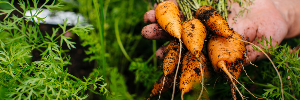 hand holding a bunch of carrots