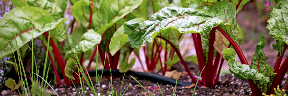 the base of swiss chard plants in a garden bed