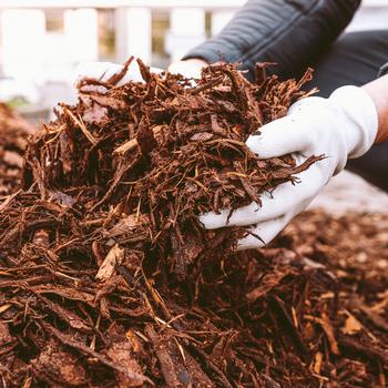 Person wearing gloves, holding a pile of frsh shredded wood mulch.