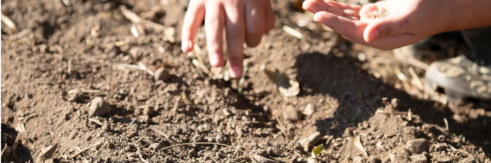 hands holding seeds above bare soil.